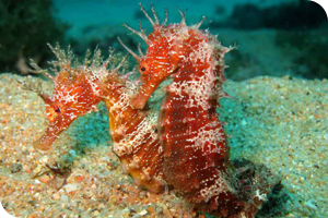 caballitos