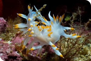 nudis_1